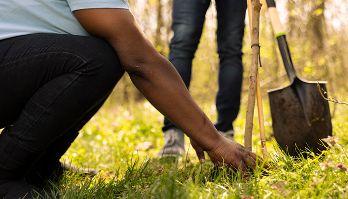 Personas plantando árboles para cuidar el medio ambiente.
